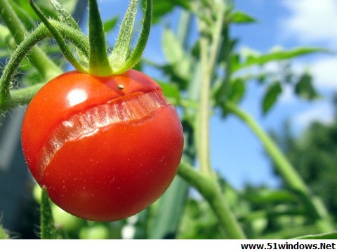 ,tomato