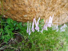 TN_DSCF1774.JPG